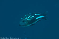 Maldives Maldives